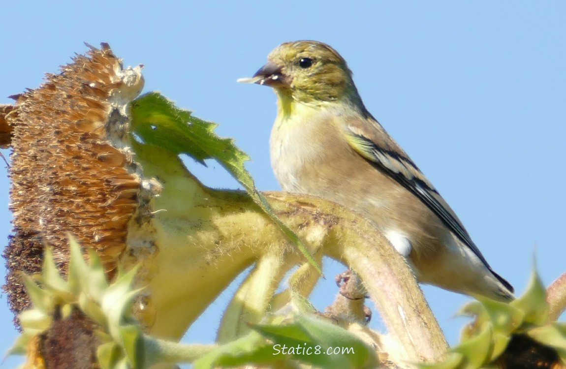 Goldfinch standing on a spent sunflower with seeds in her beak