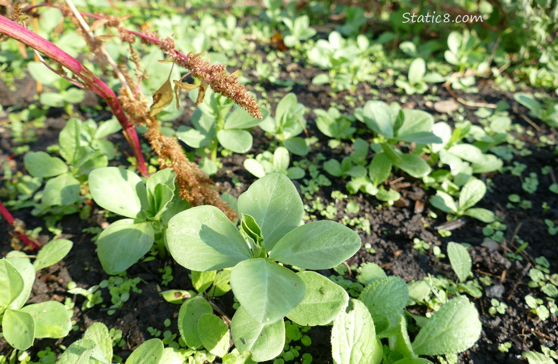 Fava seedlings coming up