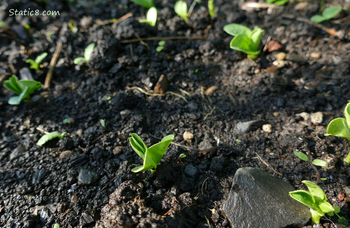 Small Fava seedlings coming up