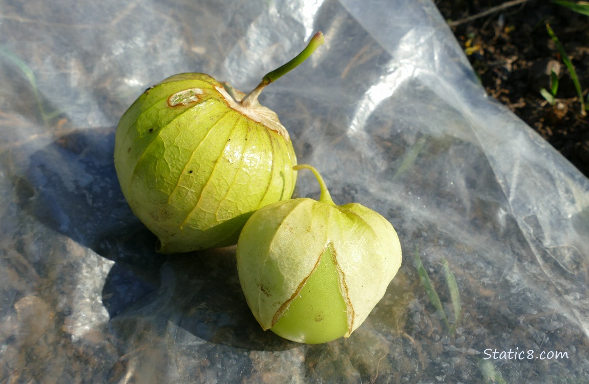 Two Tomatillo fruits laying on the ground