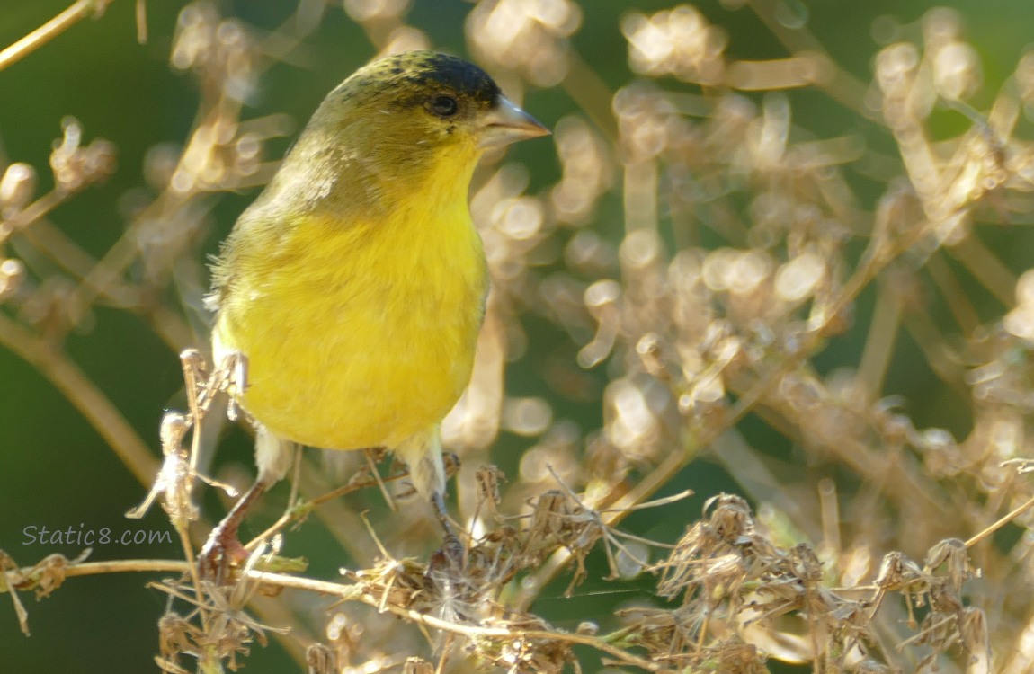 Lesser Goldfinch standing on a weed twig