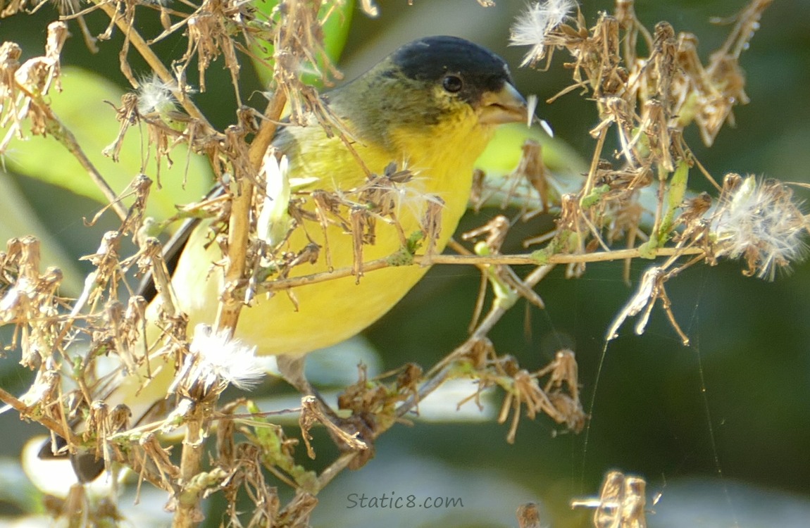 Lesser Goldfinch standing in a weed, eating seeds