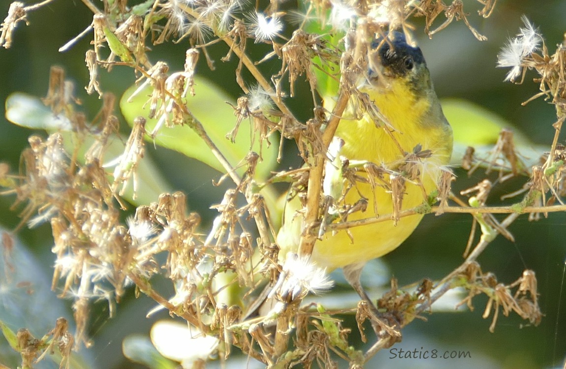 Lesser Goldfinch standing behind a weed