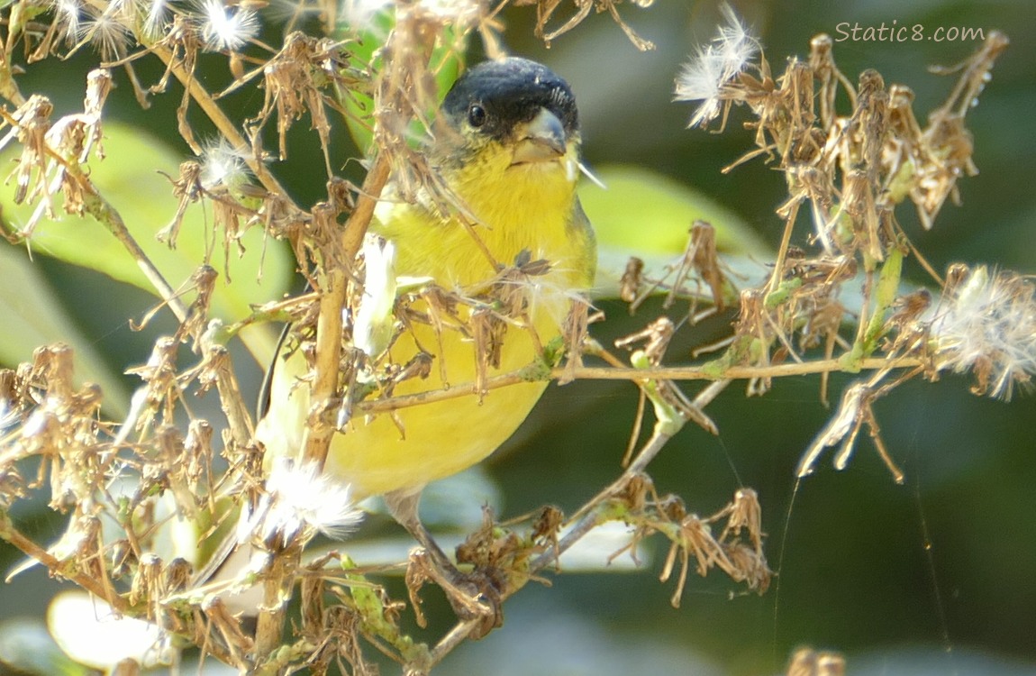 Lesser Goldfinch standing in a weed