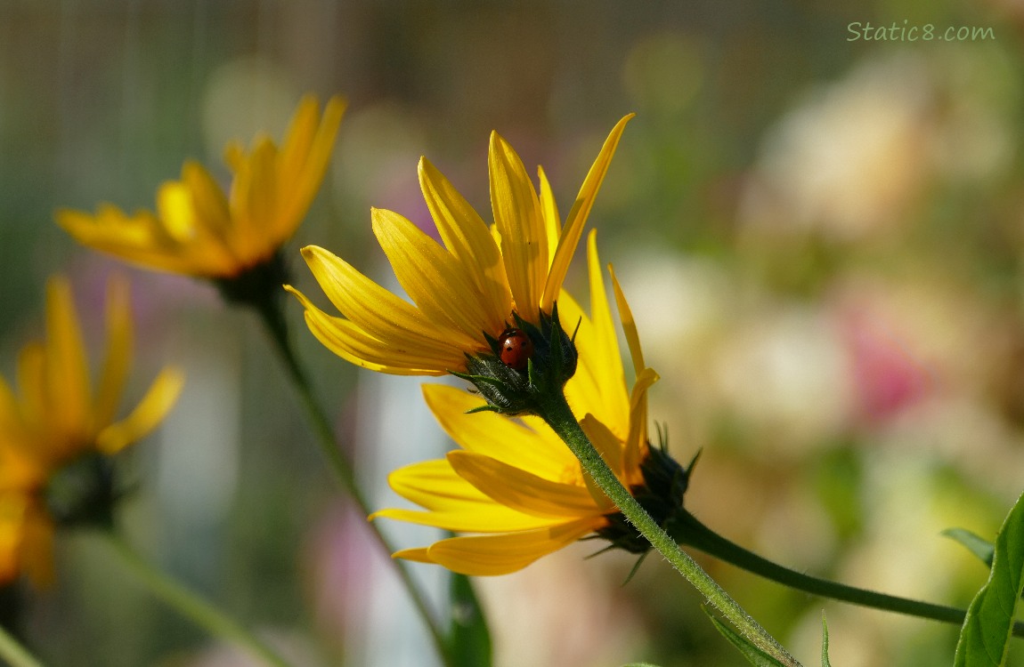 Sunchoke blooms with a Ladybug