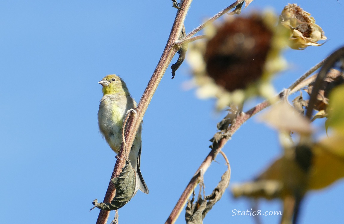 American Goldfinch standing on a Sunflower stalk with the blue sky