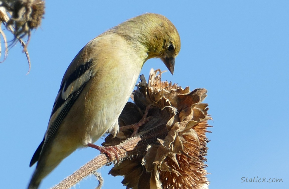 American Goldfinch looking down at a spent Sunflower head