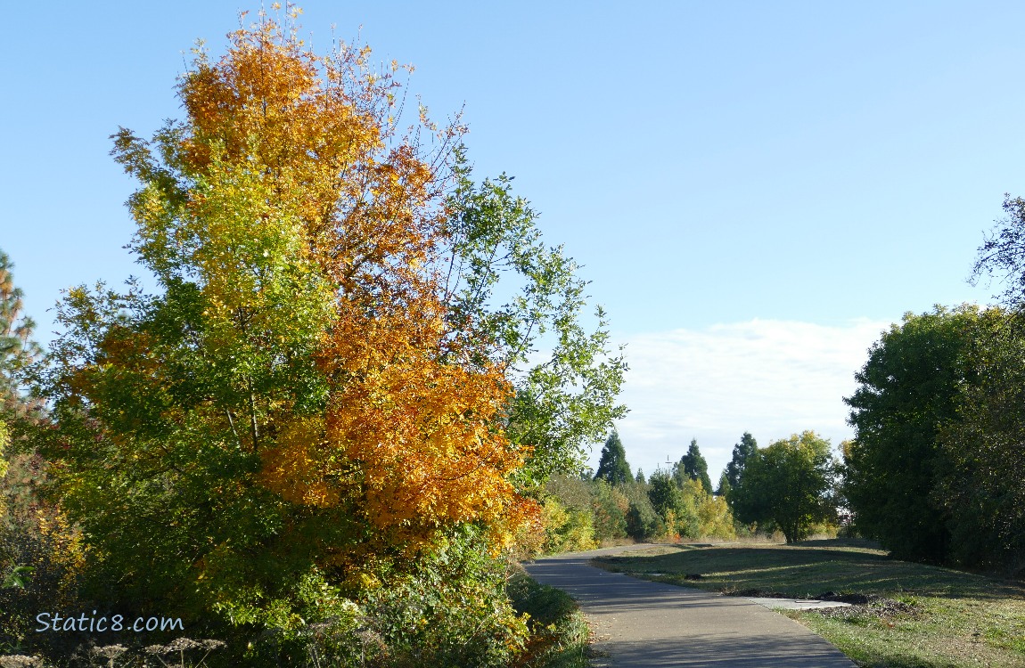 Autumn trees