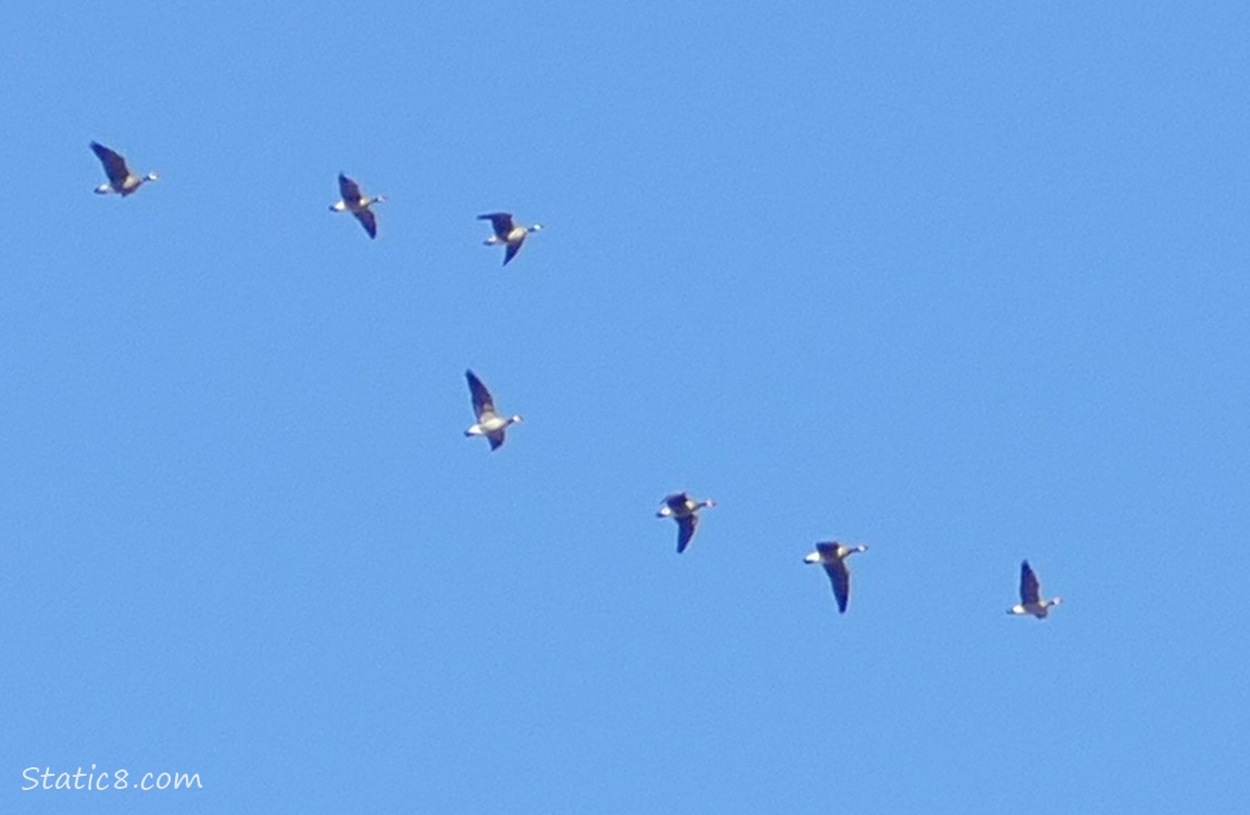 Geese flying in the bright blue sky