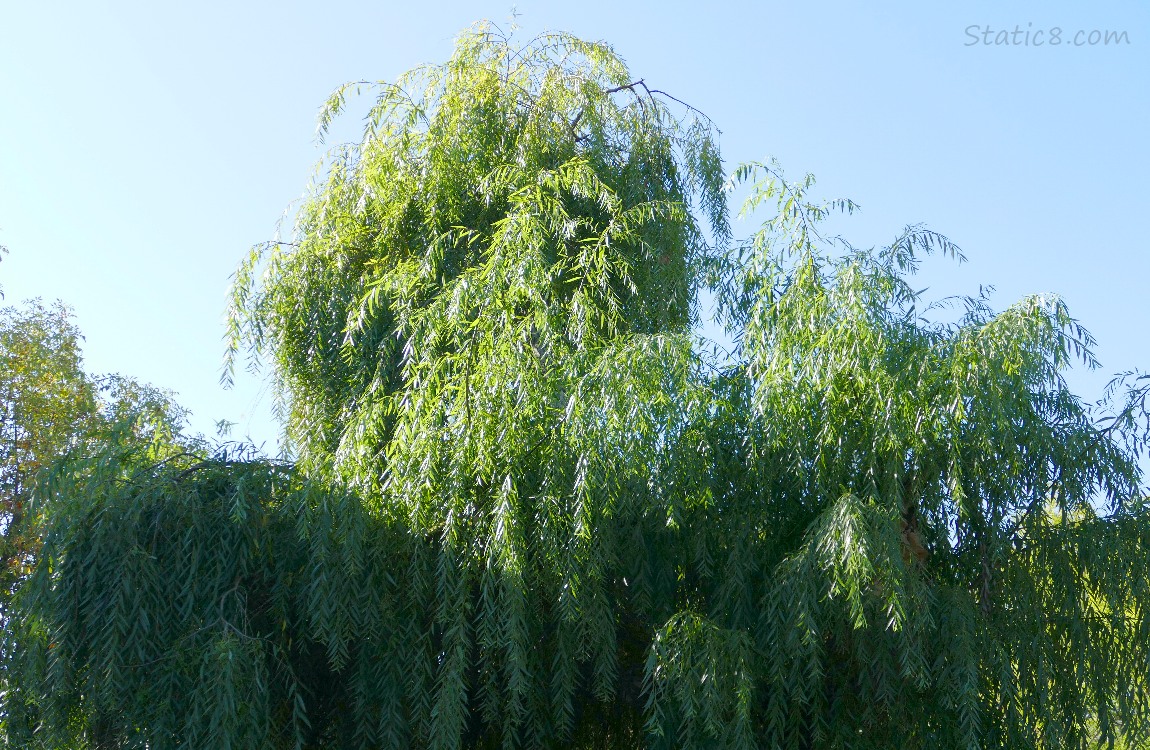 Willow Tree, partly in the shade