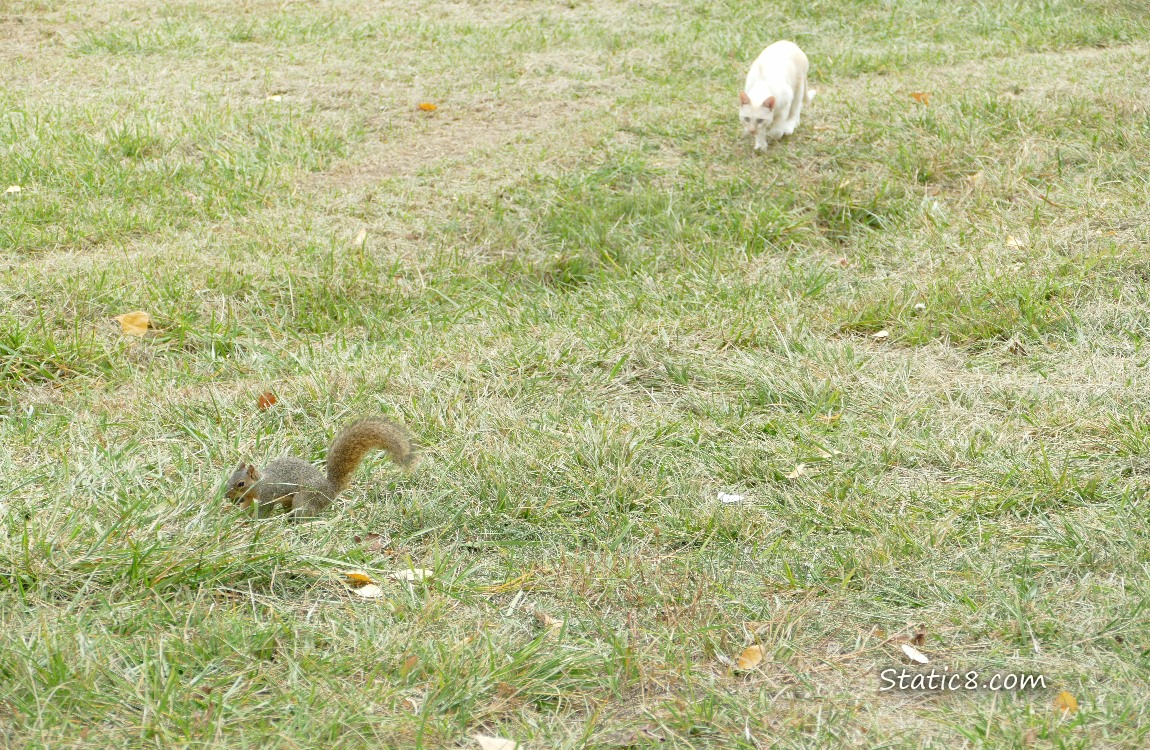 Cream coloured cat stalking up behind a squirrel