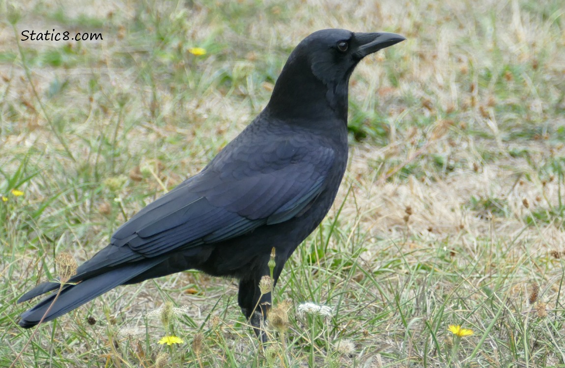 Crow standing in the grass