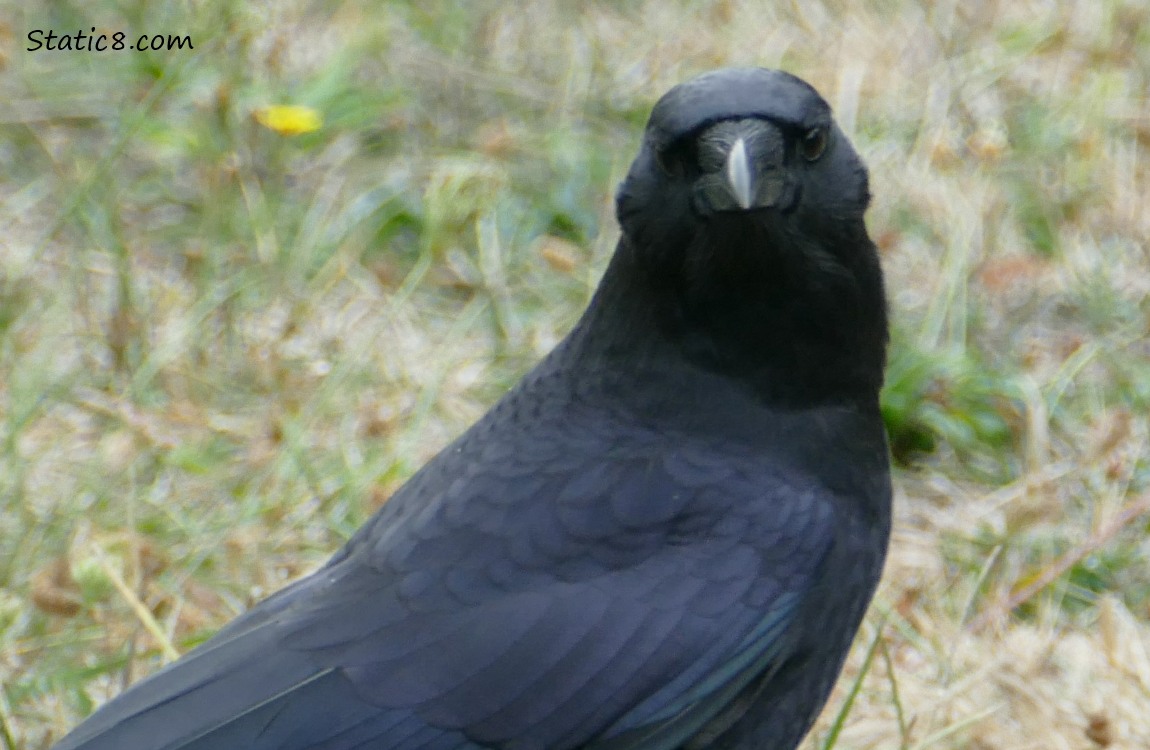 Close up of a crow looking