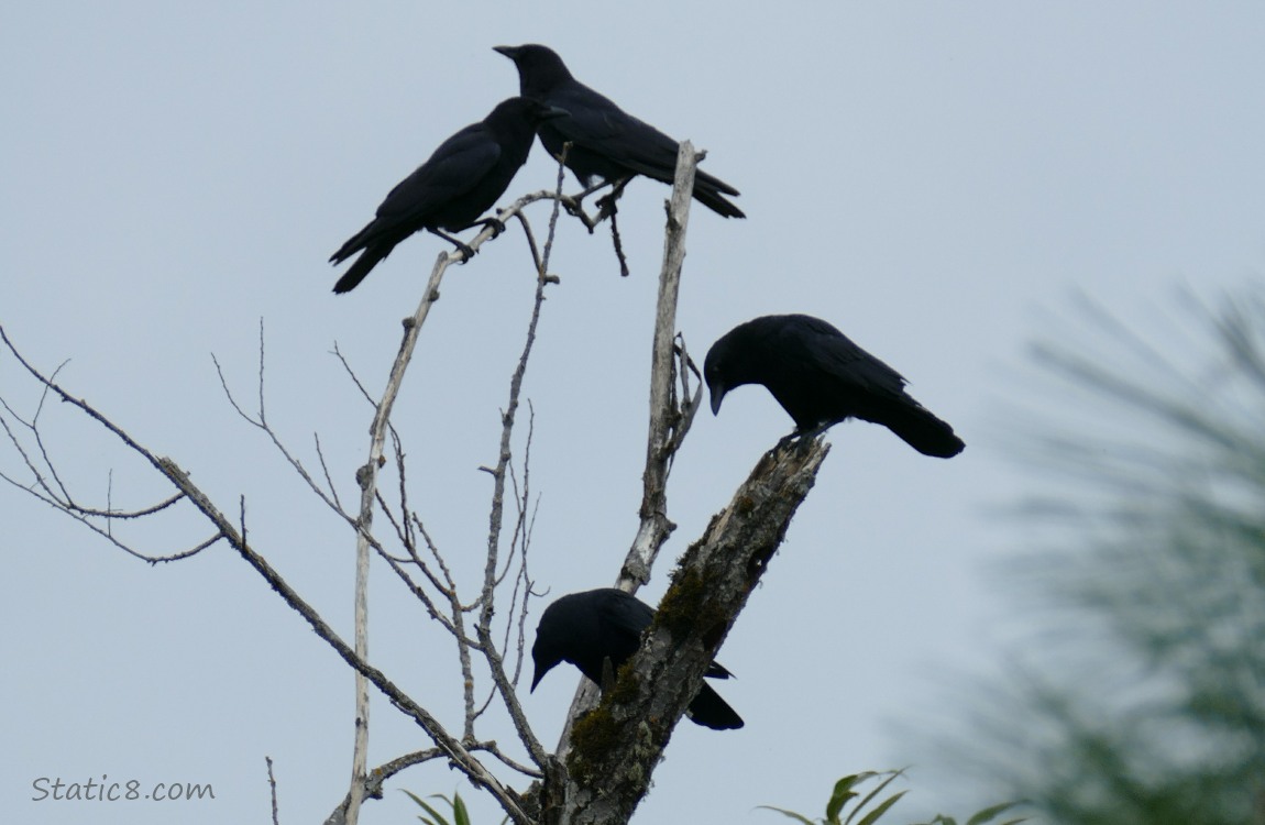 Crows standing in a snag