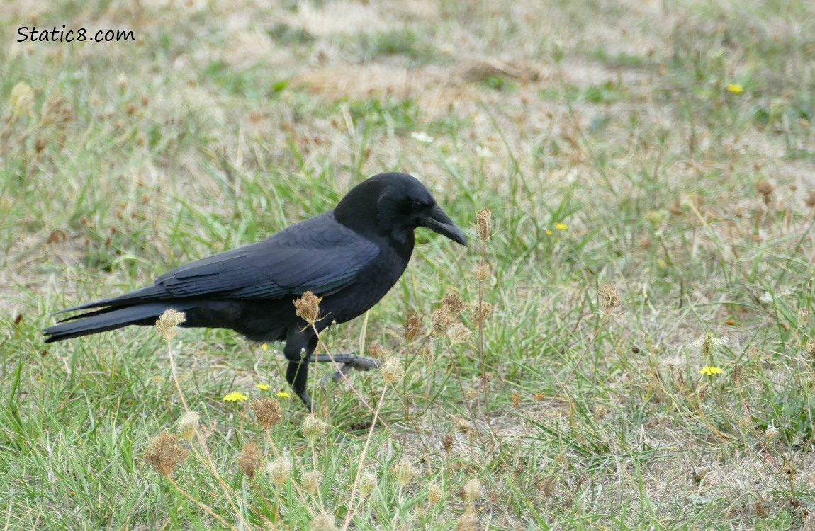 Crow walking in the grass