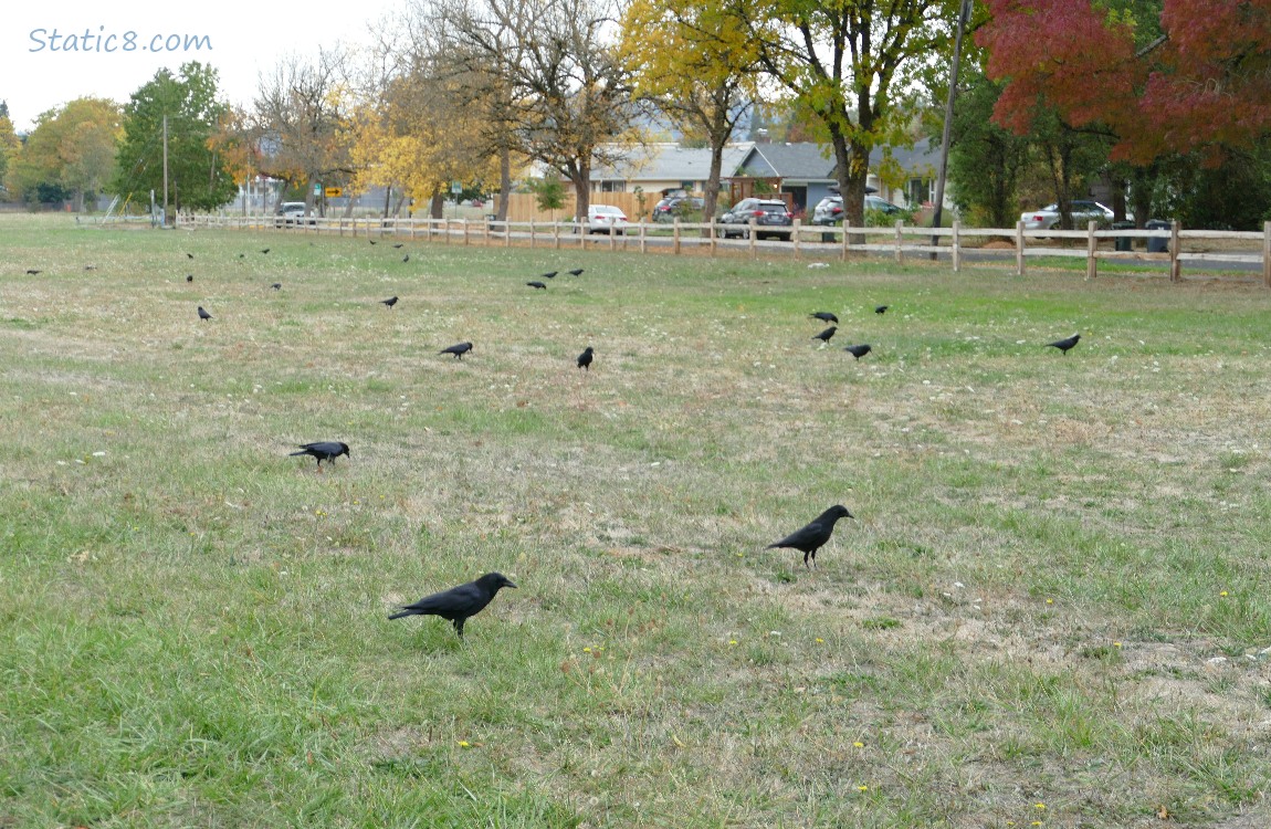 Field of crows