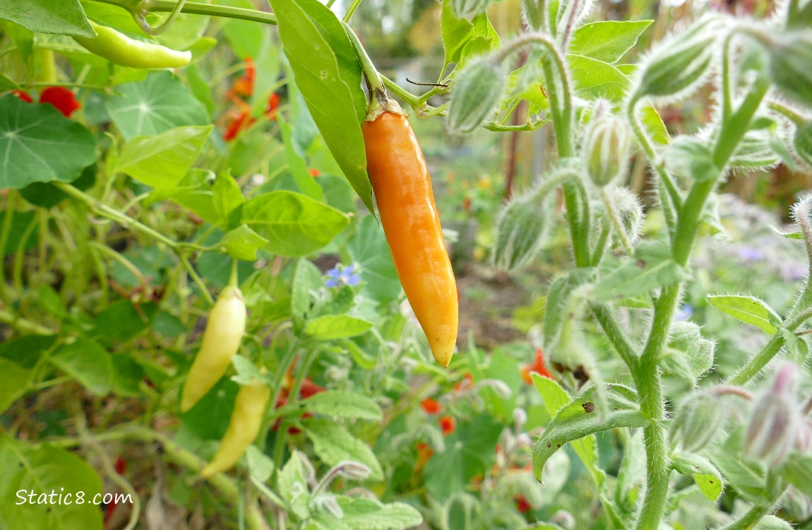 Orange coloured hot pepper, growing on the vine