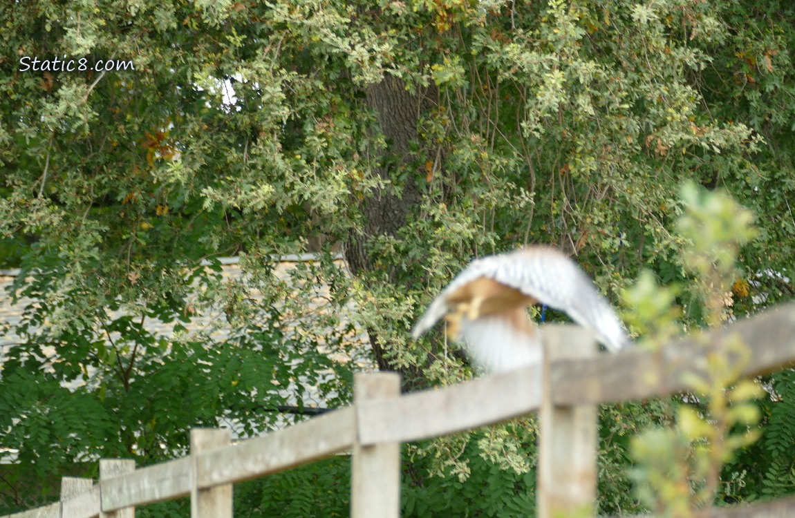 Red Shoulder Hawk flying away from the wood fence