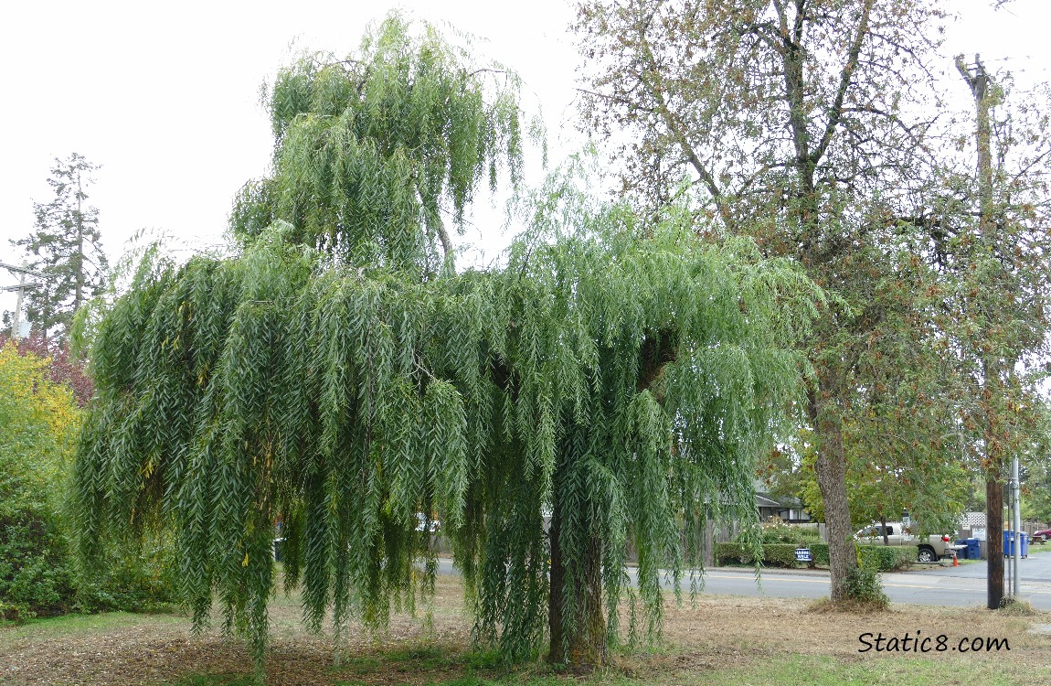 Willow tree