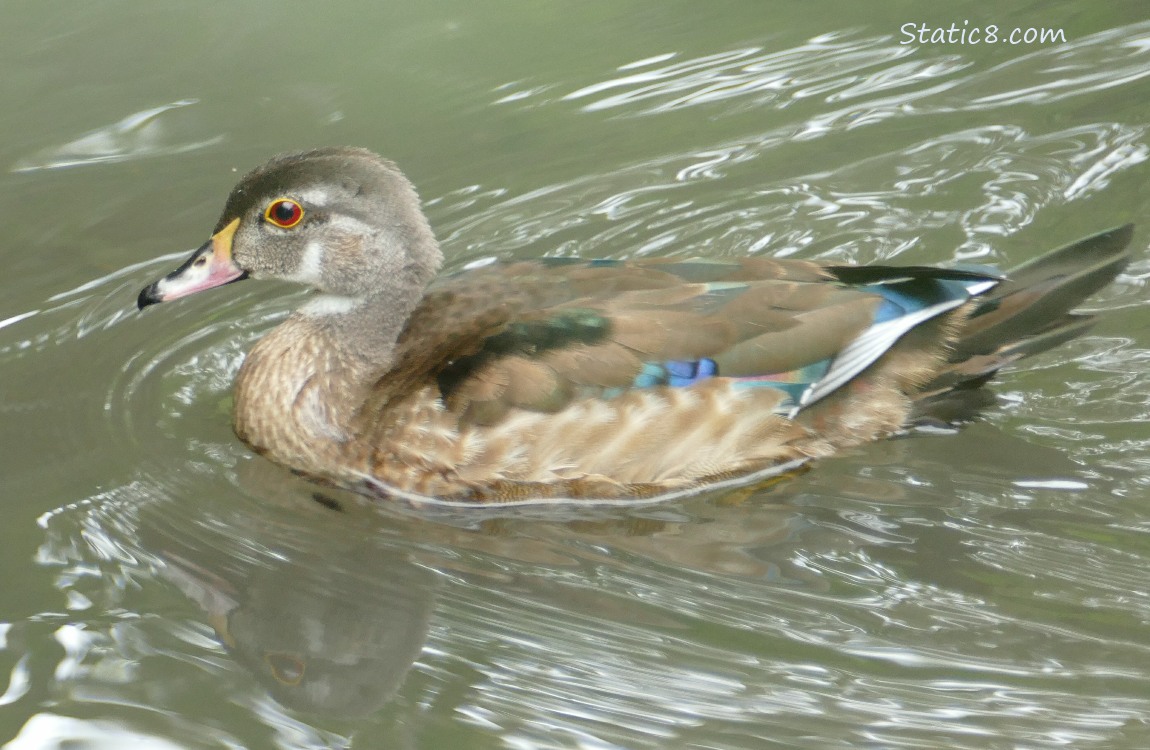 Wood Duck paddling on the water