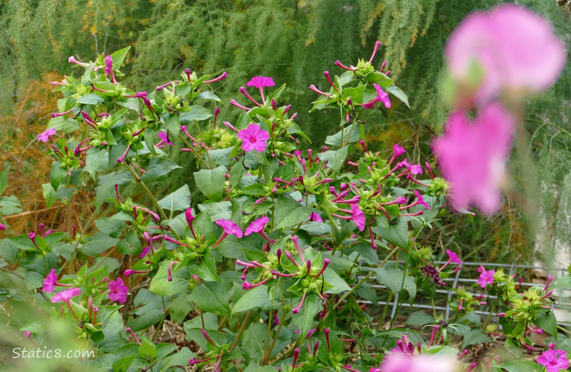 Pink Four O Clock blooms