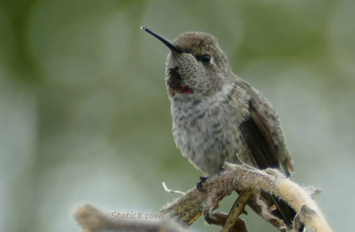 Male Anna Hummingbird standing on a sunflower stalk