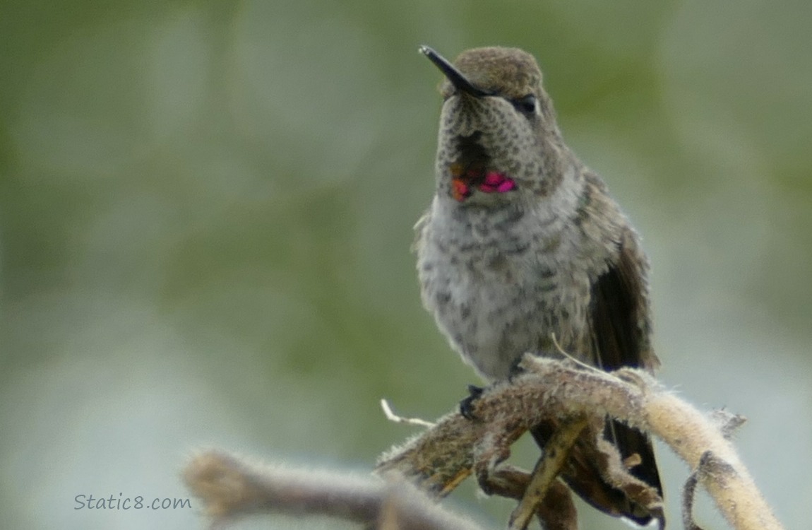 Male Anna Hummingbird standing on a sunflower stalk