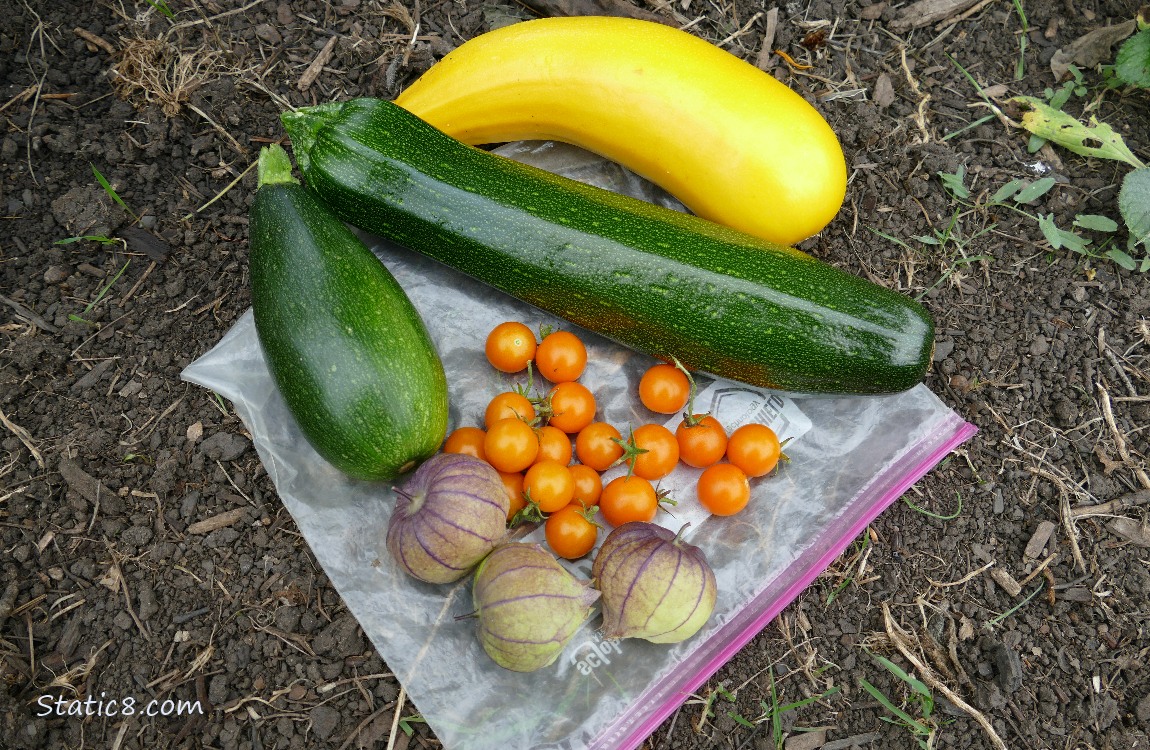 Haversted veggies laying on the ground