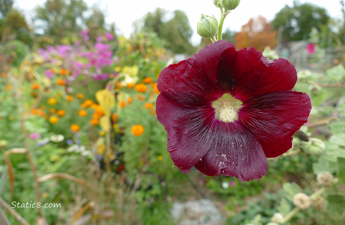 Hollyhock bloom with other flowers in the background