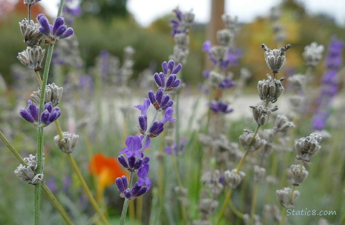 Lavender blooms