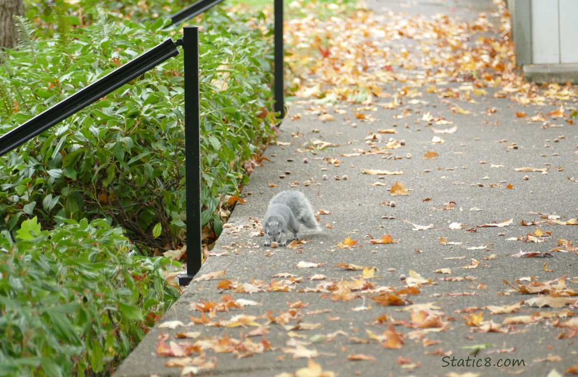 Western Grey Squirrel on a sidewalk, sniffing a nut