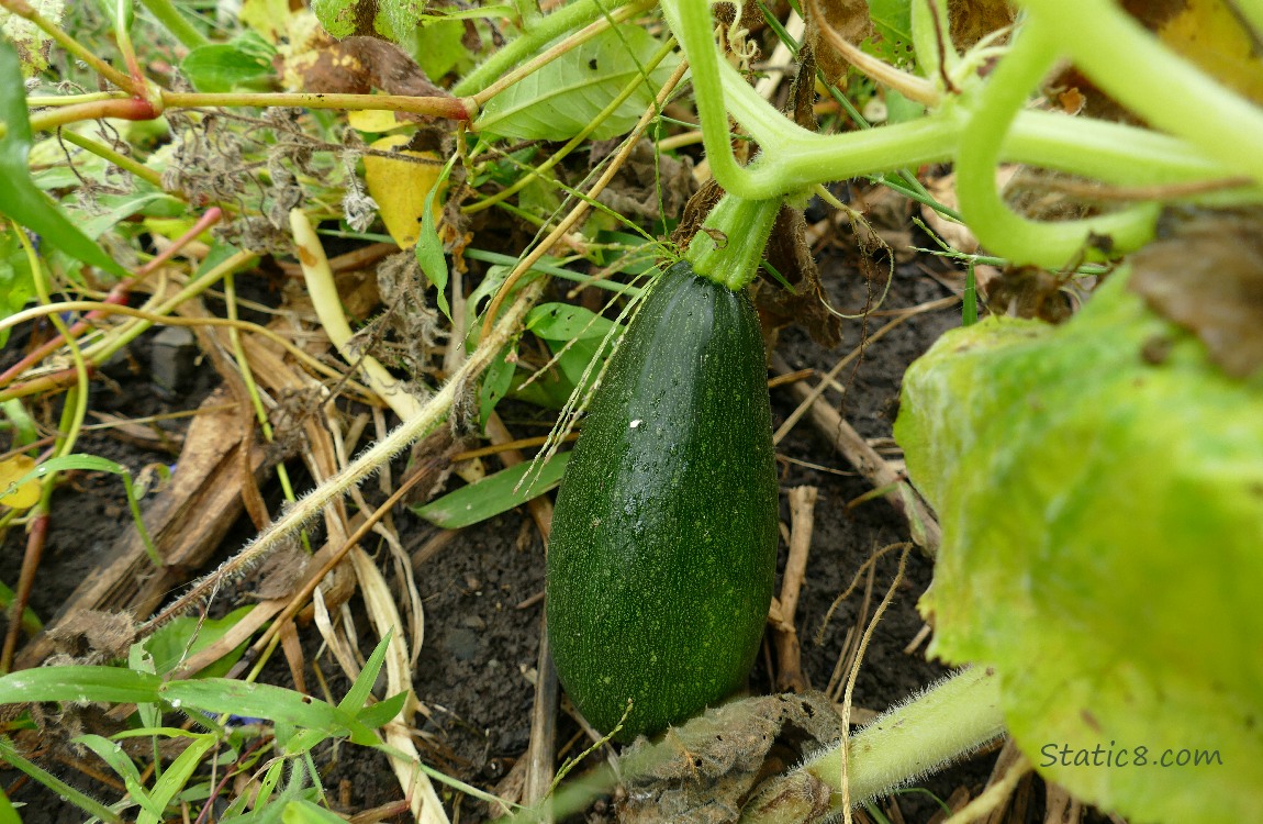 Green straightneck squash on the vine