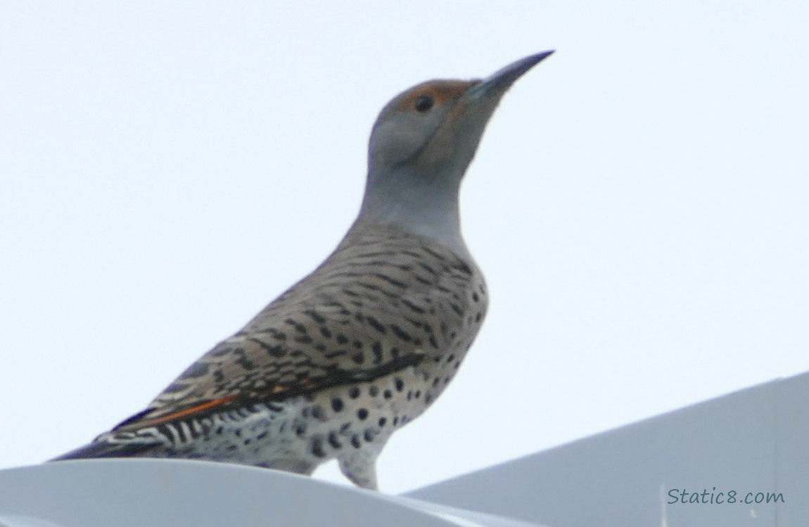 Northern Flicker standing on top of a street lamp