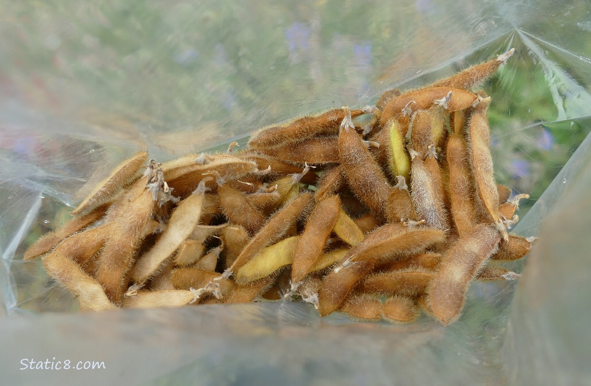 Soybean pods gathered in a plastic bag