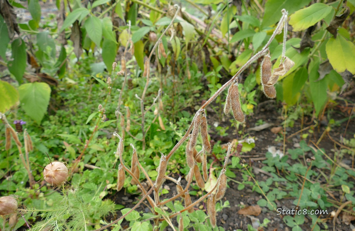 Soybean plant with dried pods on it 