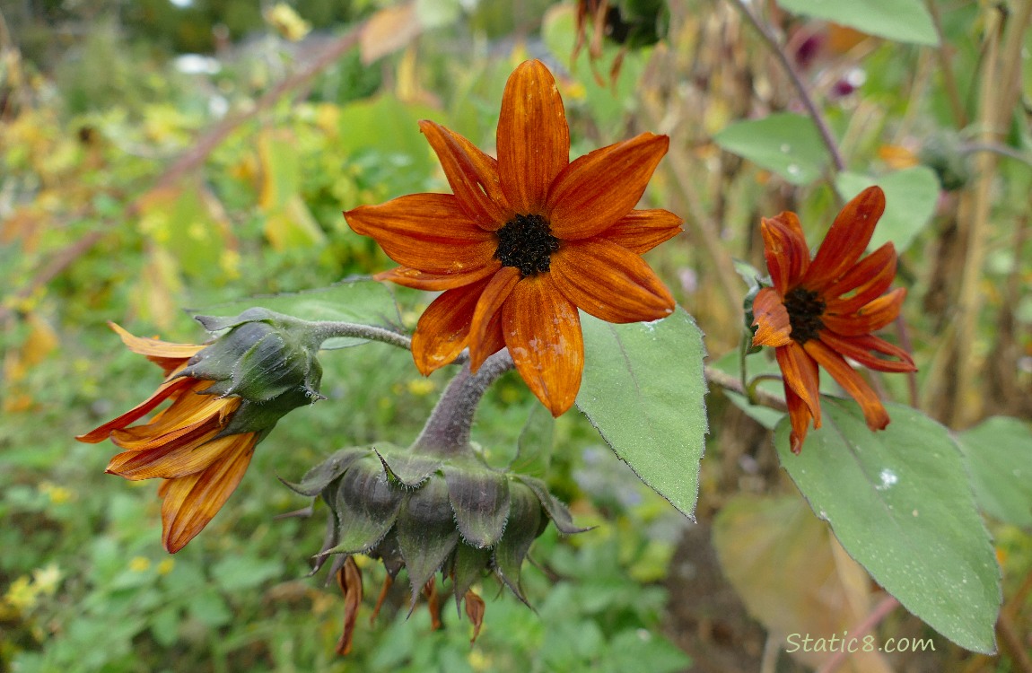 Red sunflowers