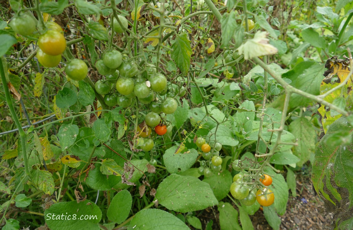 Cherry tomatoes ripening on the vine