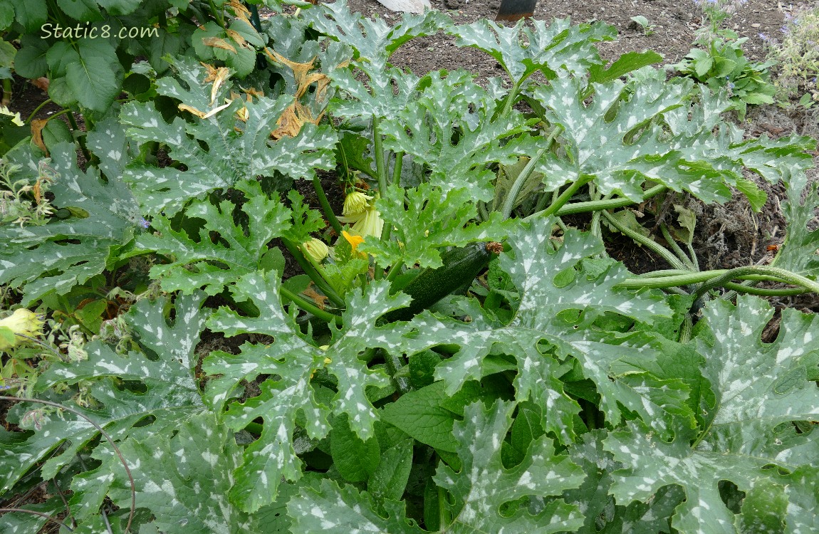 Zucchini plant with fruit on it