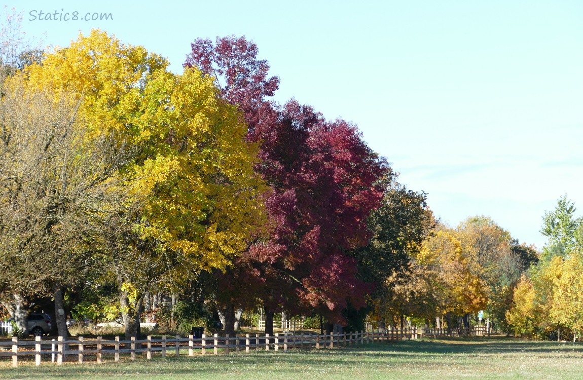 Autumn trees and a blue sky