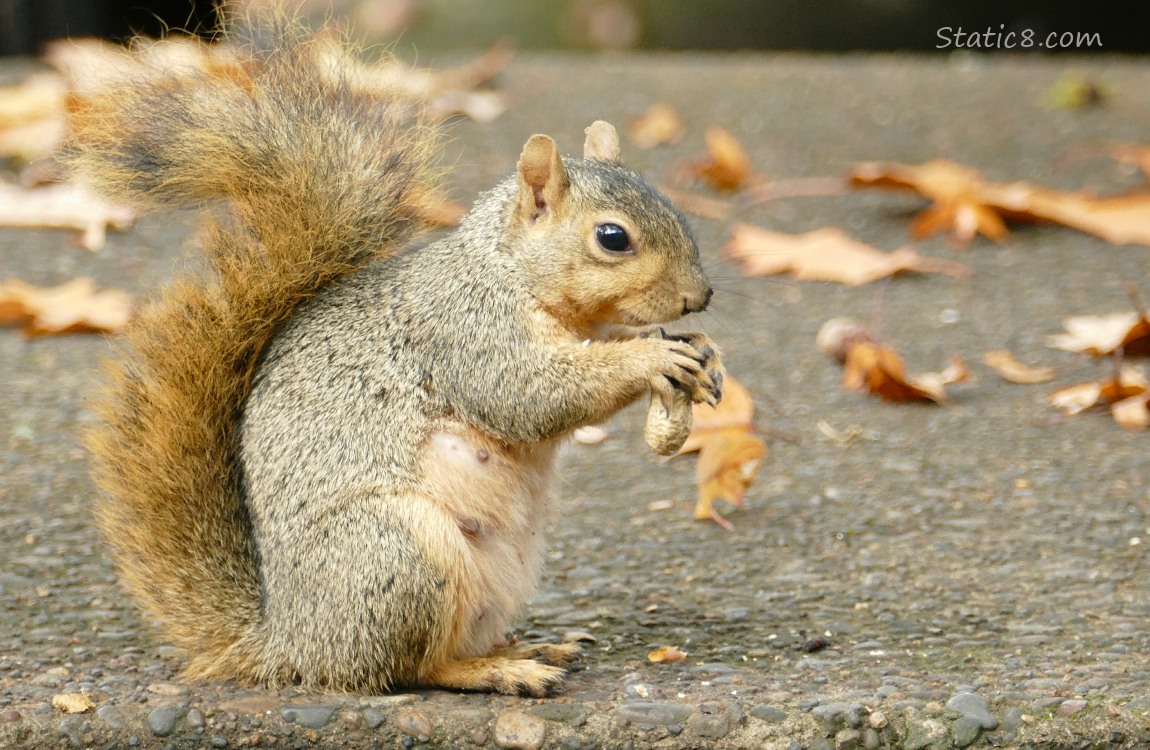 Squirrel sitting on the sidewalk holding a peanut in the shell