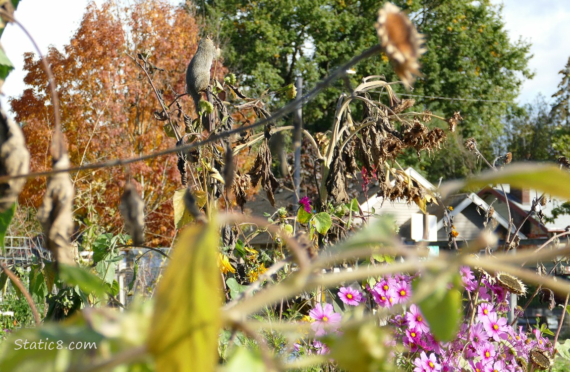 Garden plot