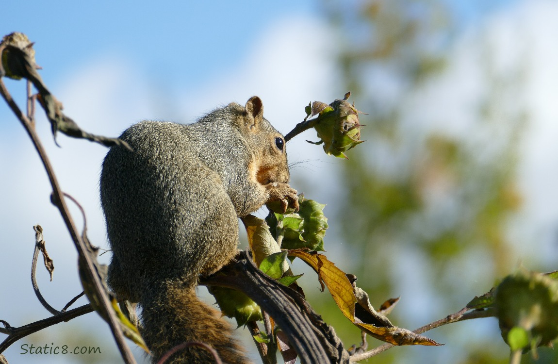 Turned away squirrel eats sunflower seeds