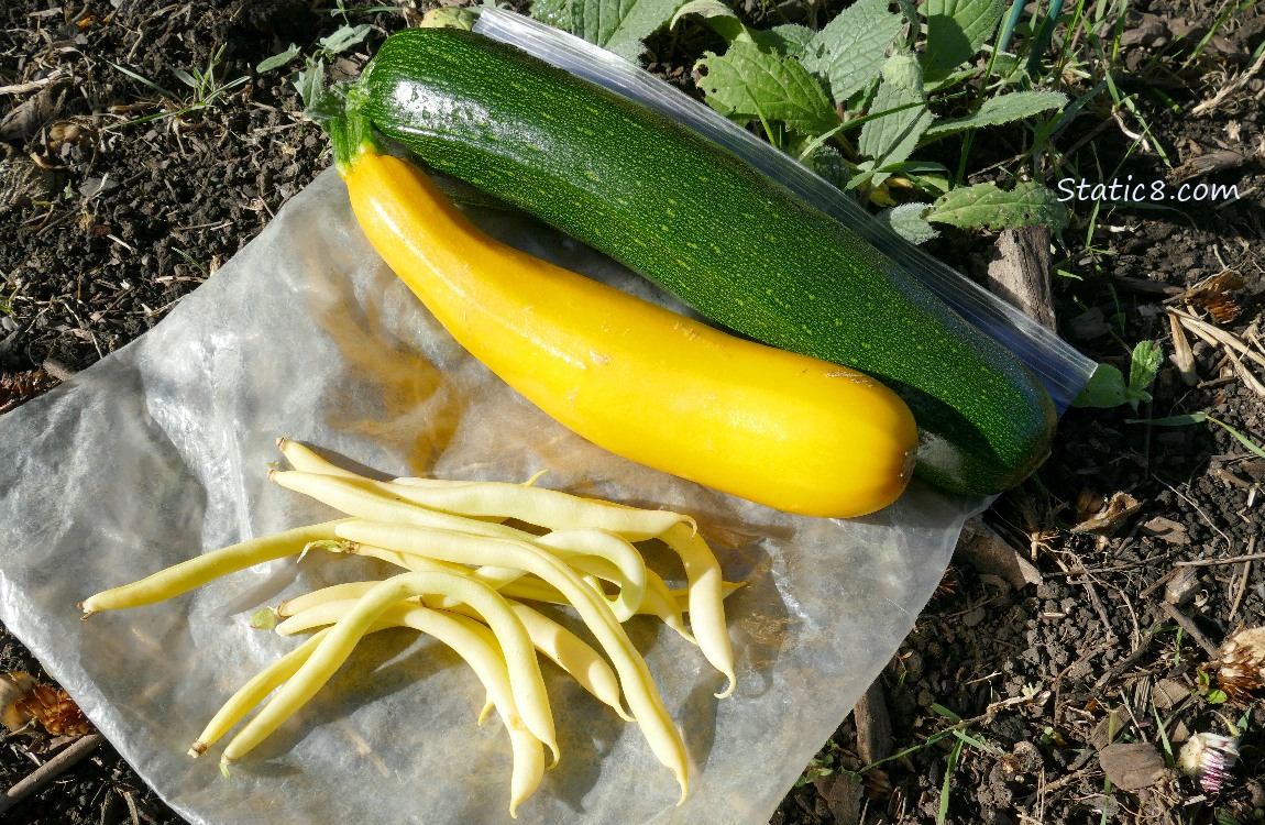 Harvested veggies laying on the ground