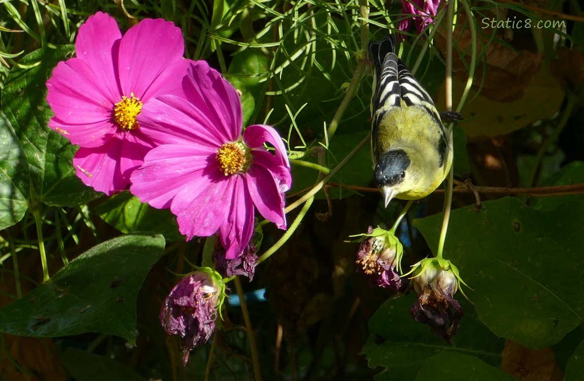 Male Lesser Goldfinch with Cosmos blooms