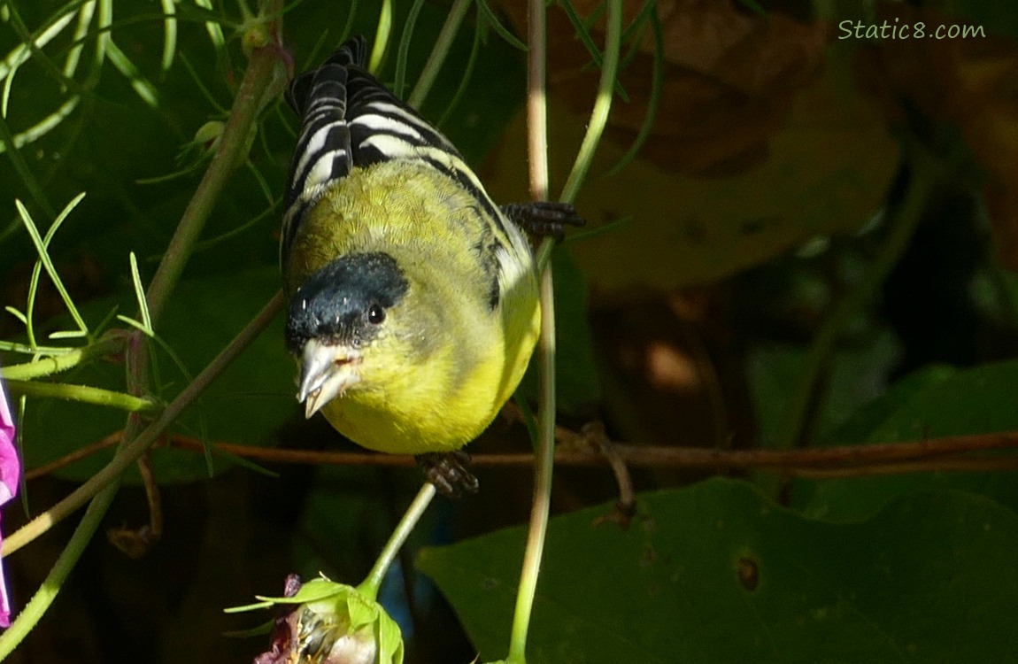 Male Lesser Goldfinch with a Cosmos seed in his beak