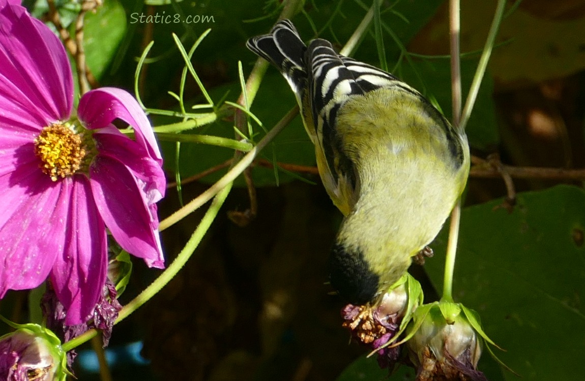 Lesser Goldfinch picking out seeds from a Cosmos seed head