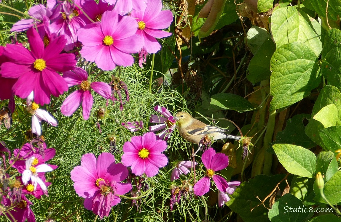 Goldfinch standing among the Cosmos