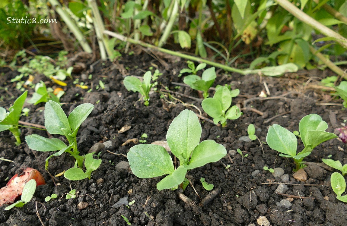 Fava seedlings growing in the dirt