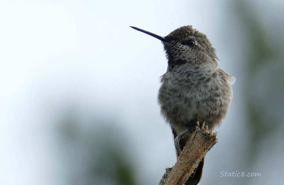 Close up of a Anna Hummingbird