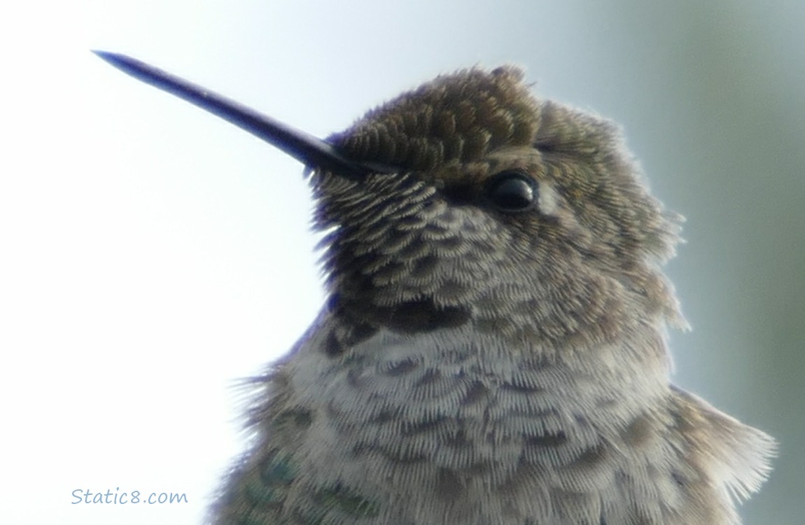 Close up of a Anna Hummingbird